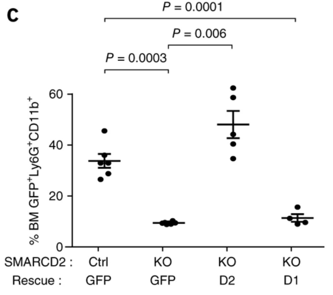 SMARCD2 can rescue the granulocyte differentiation defect of Smarcd2-deficient E14.5 fetal liver cells.jpg